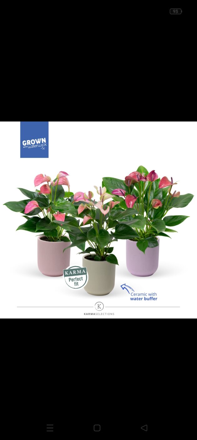 Anthurium ceramica mista vaso 18